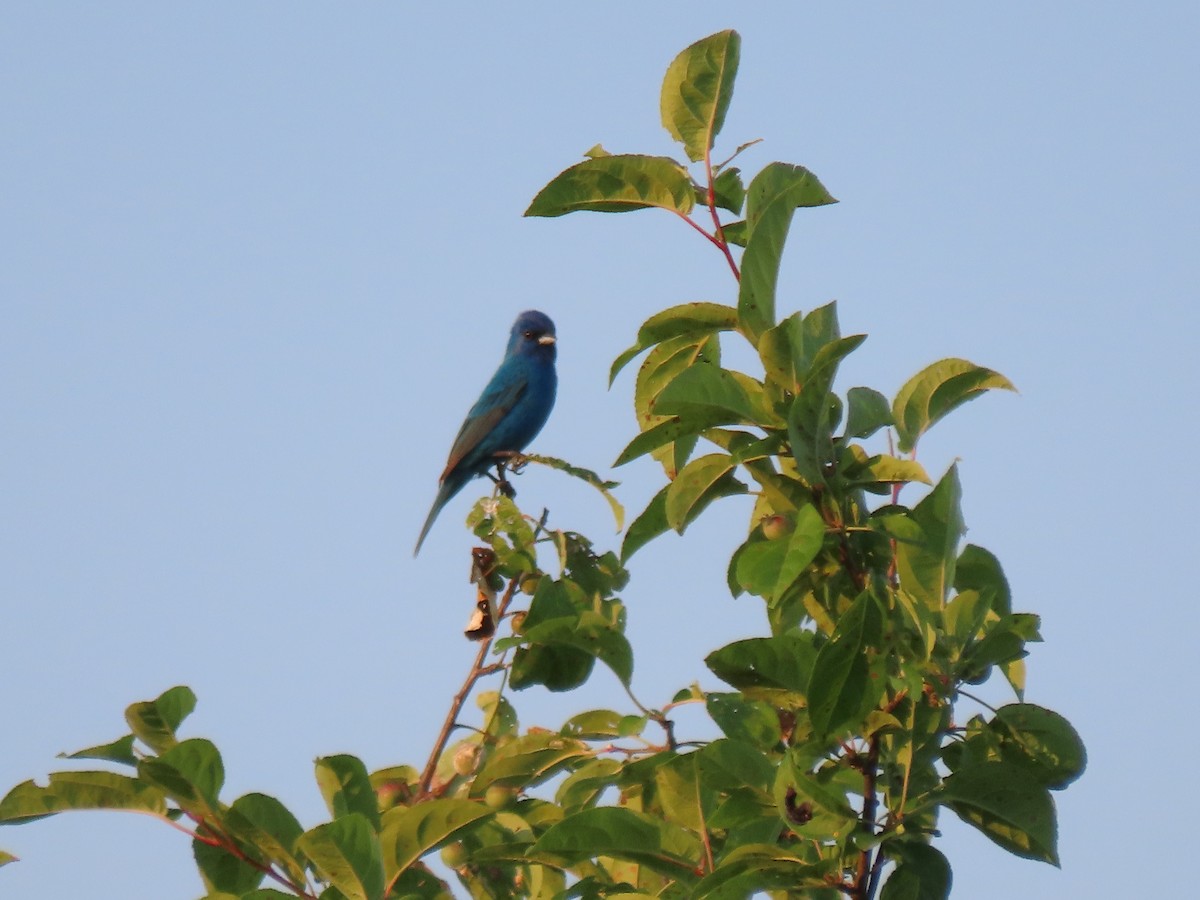 Indigo Bunting - ML620398089