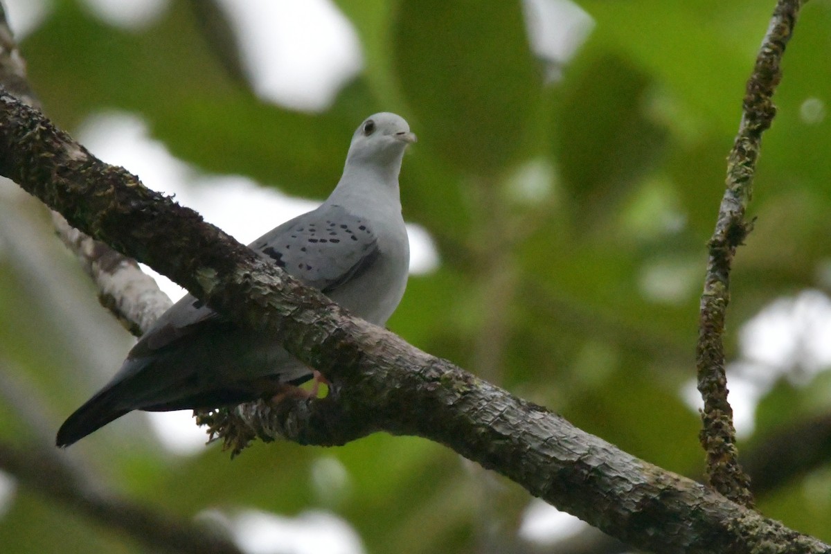 Blue Ground Dove - ML620398096