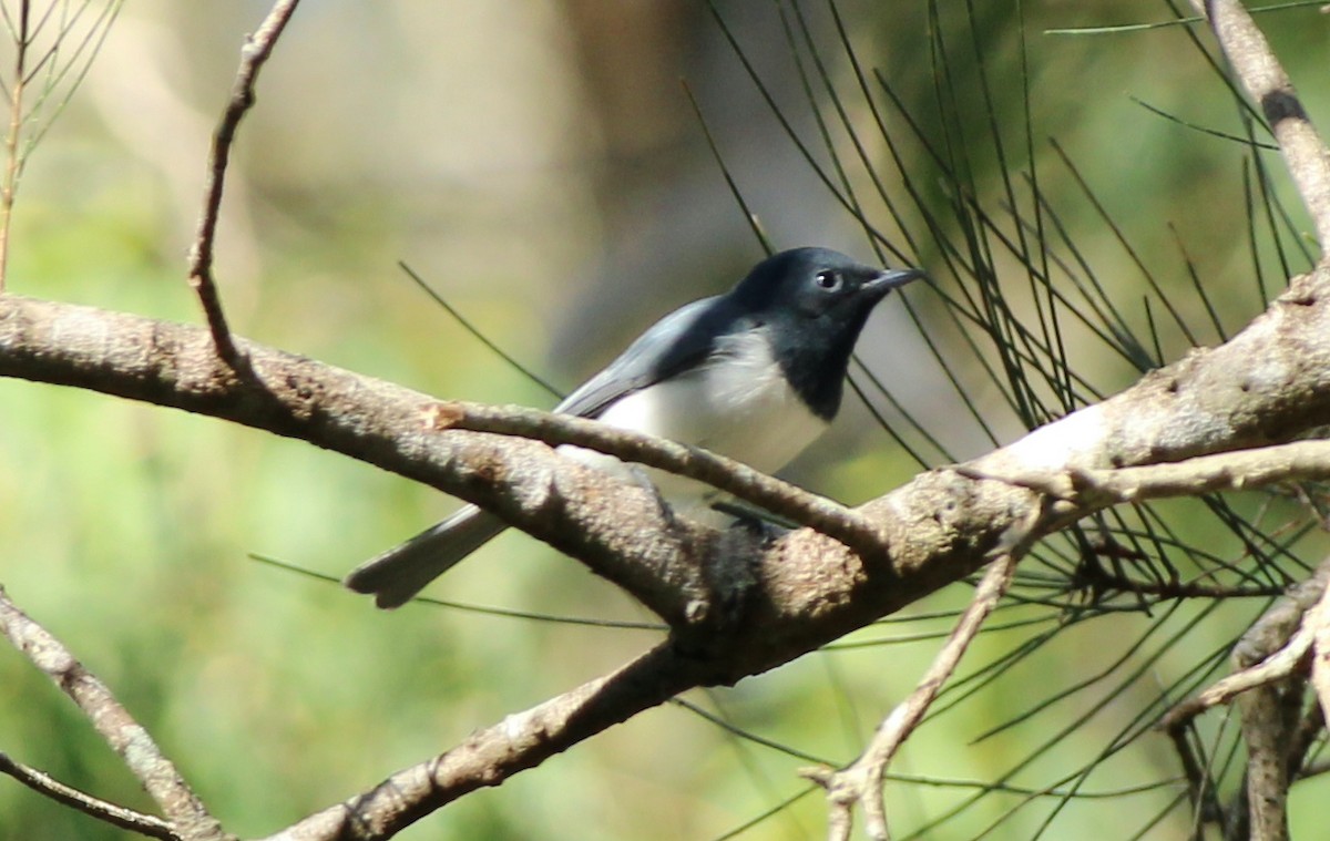 Leaden Flycatcher - Bailey McCahon