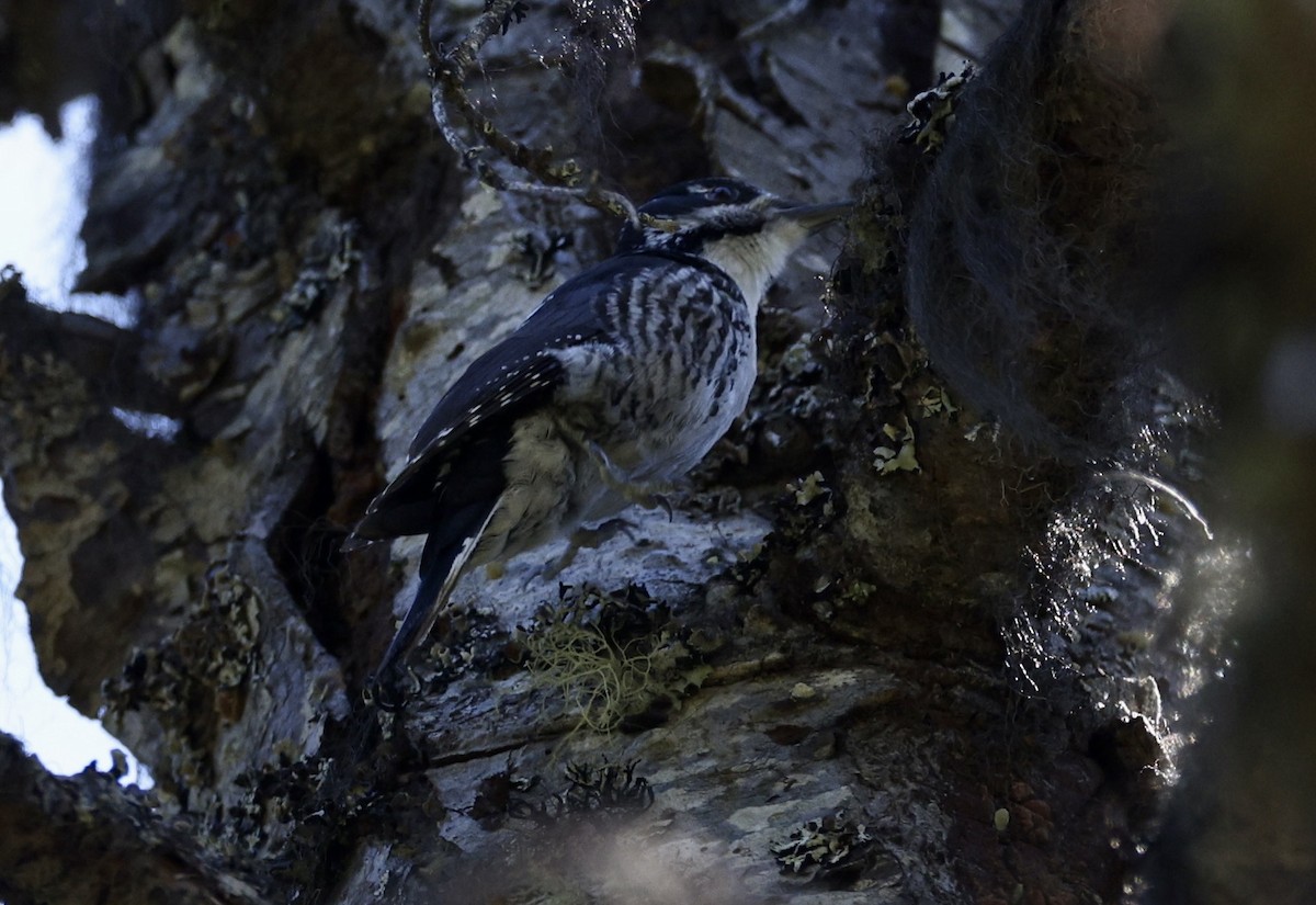 American Three-toed Woodpecker - ML620398115