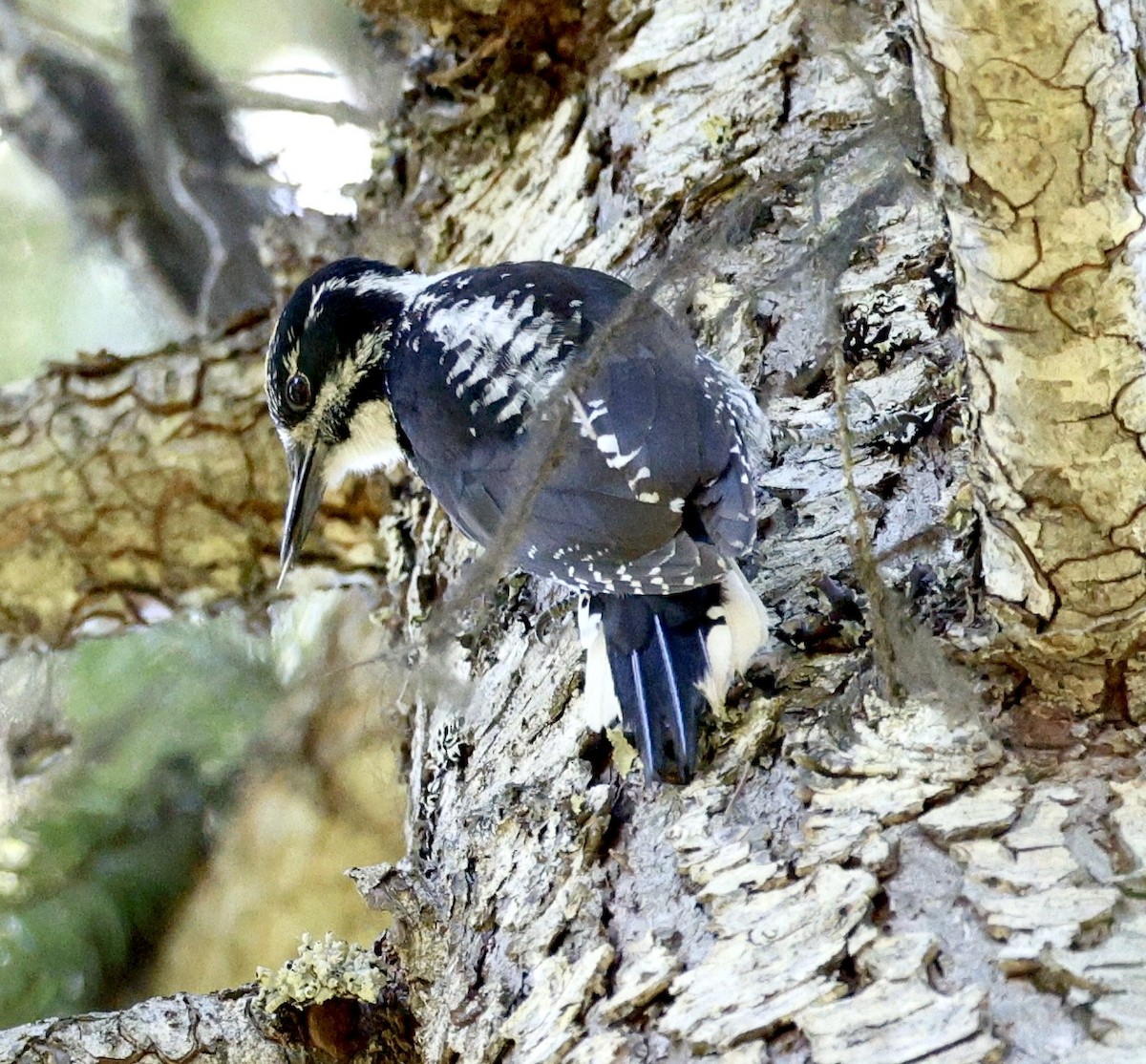 American Three-toed Woodpecker - ML620398119