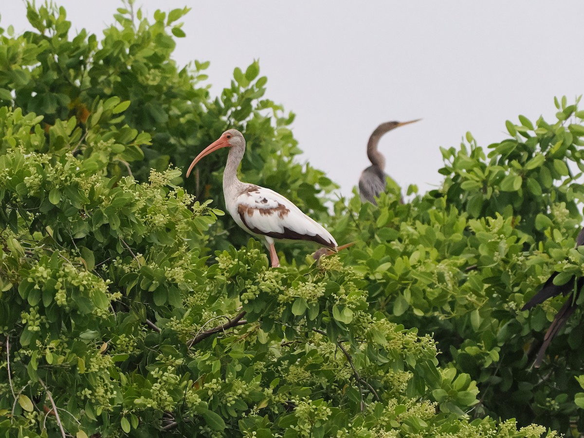 White Ibis - ML620398126