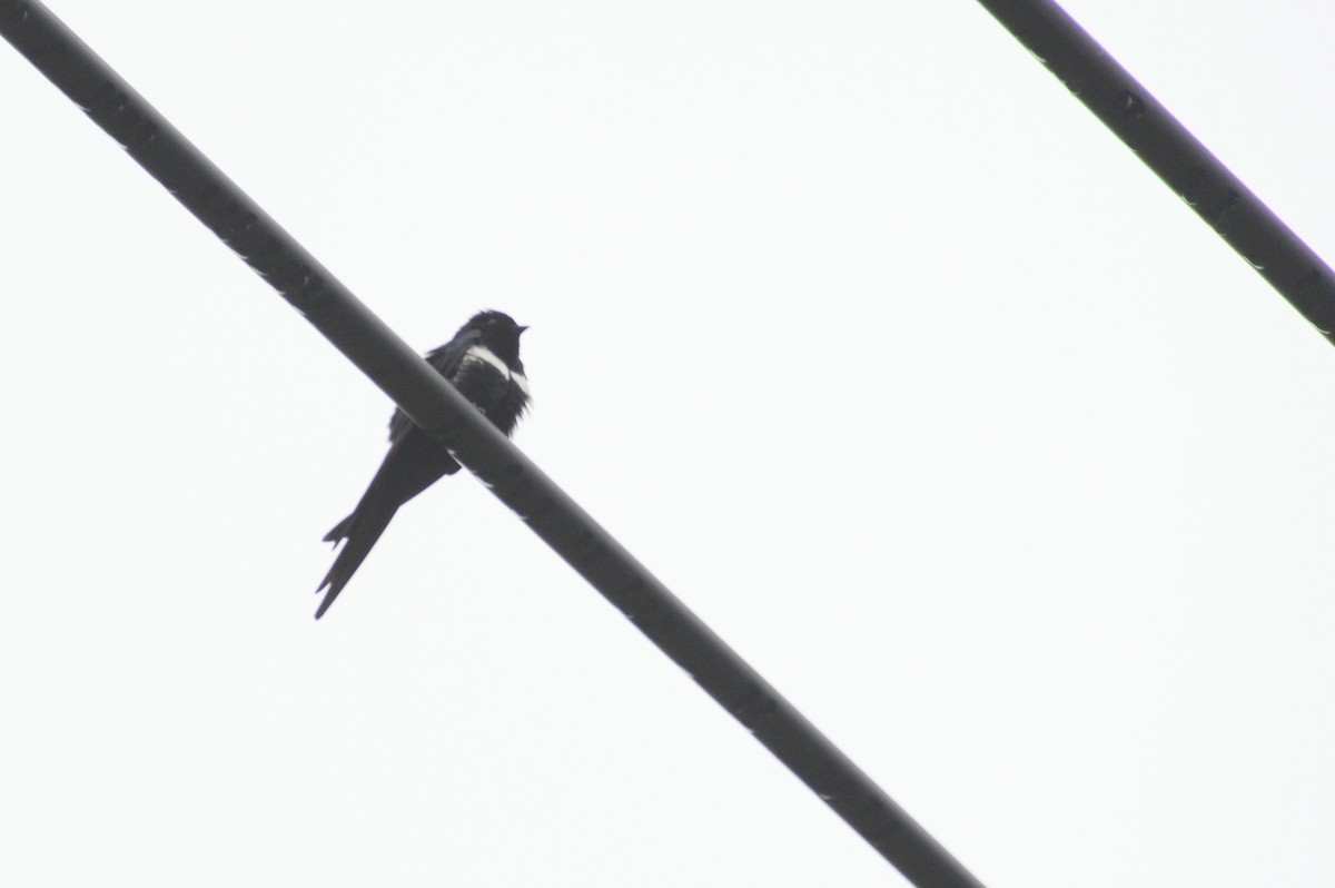 White-banded Swallow - ML620398134