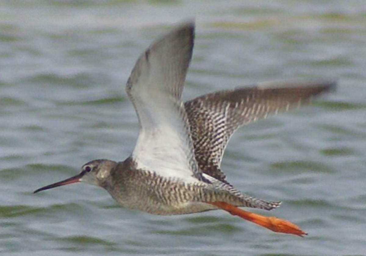 Spotted Redshank - ML620398137