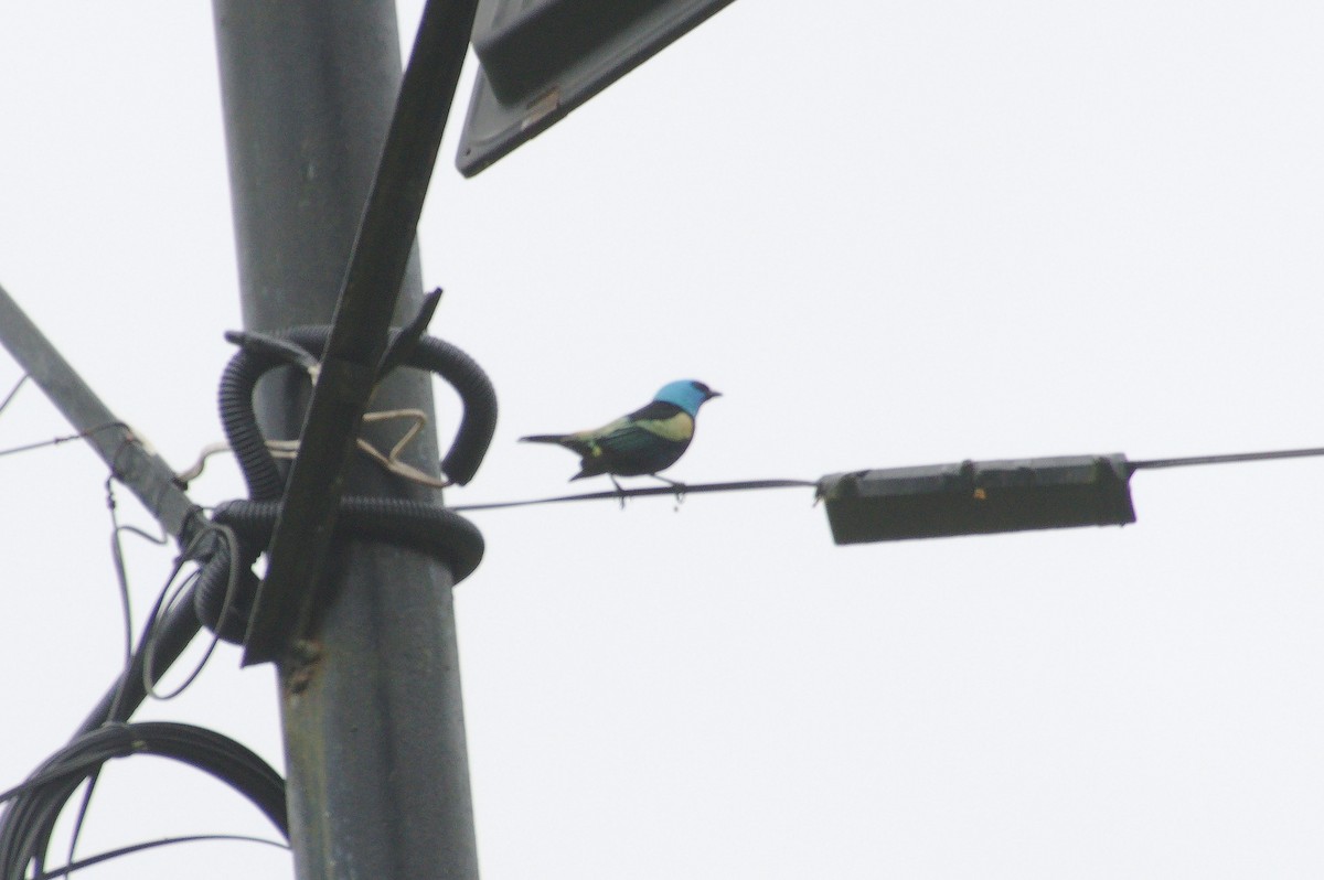 Blue-necked Tanager - ML620398139