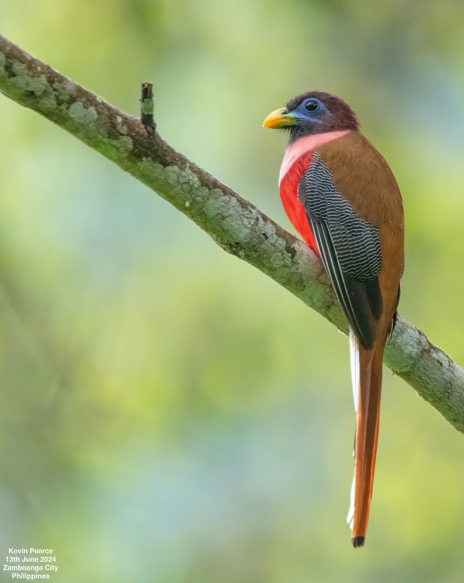 trogon filipínský - ML620398140