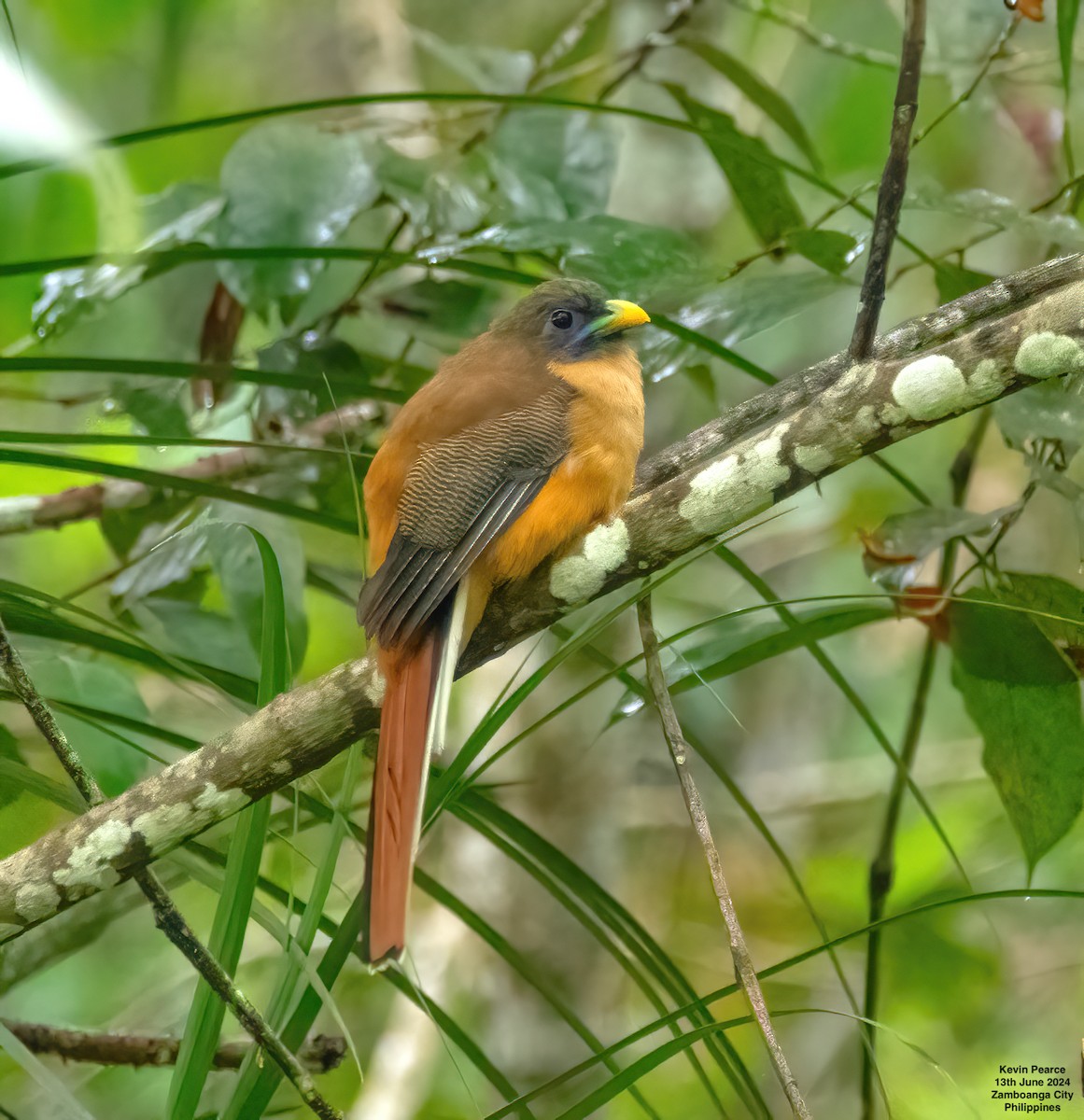 trogon filipínský - ML620398143