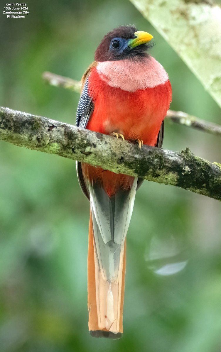 trogon filipínský - ML620398144