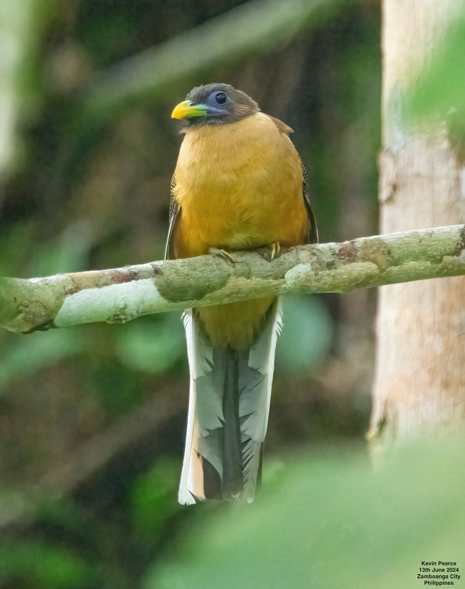 Philippine Trogon - ML620398145