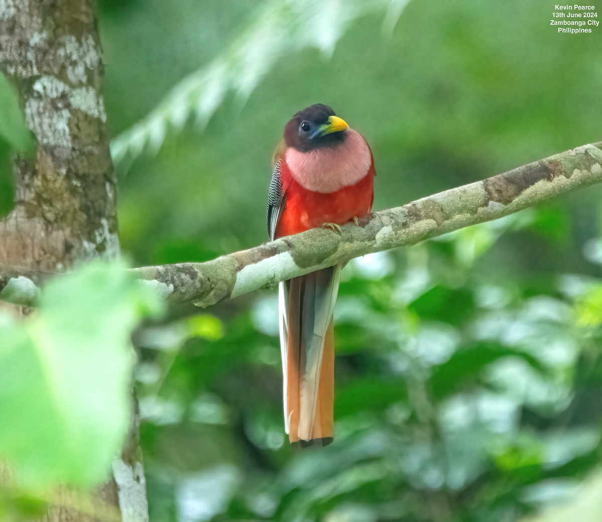 Philippine Trogon - ML620398146