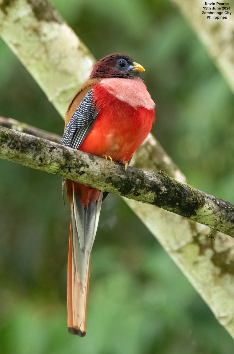 trogon filipínský - ML620398148