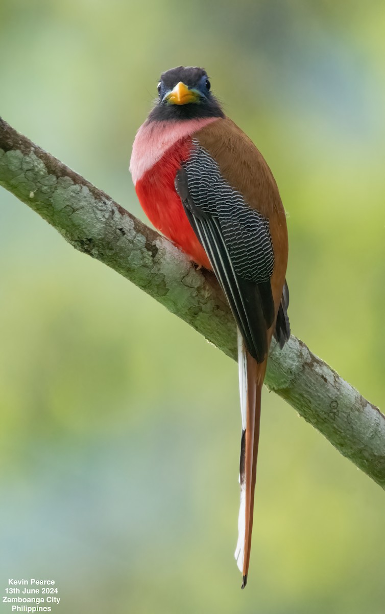 Philippine Trogon - Kevin Pearce