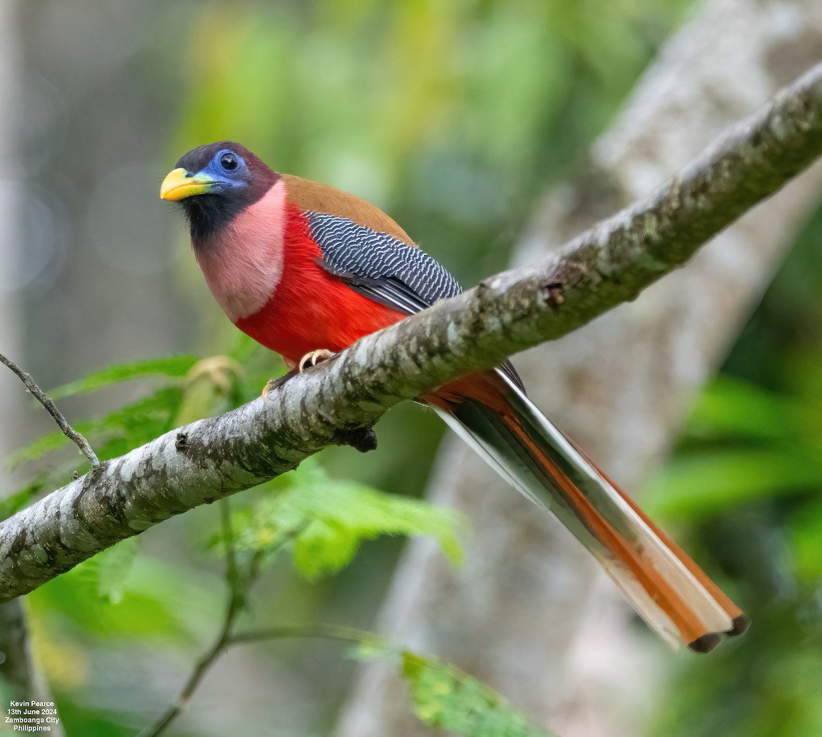 trogon filipínský - ML620398153