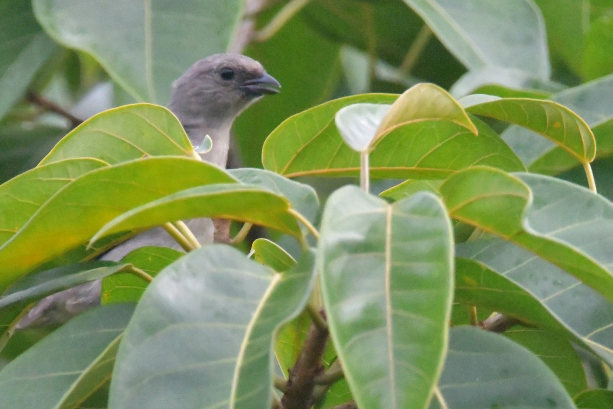Plain-colored Tanager - ML620398158