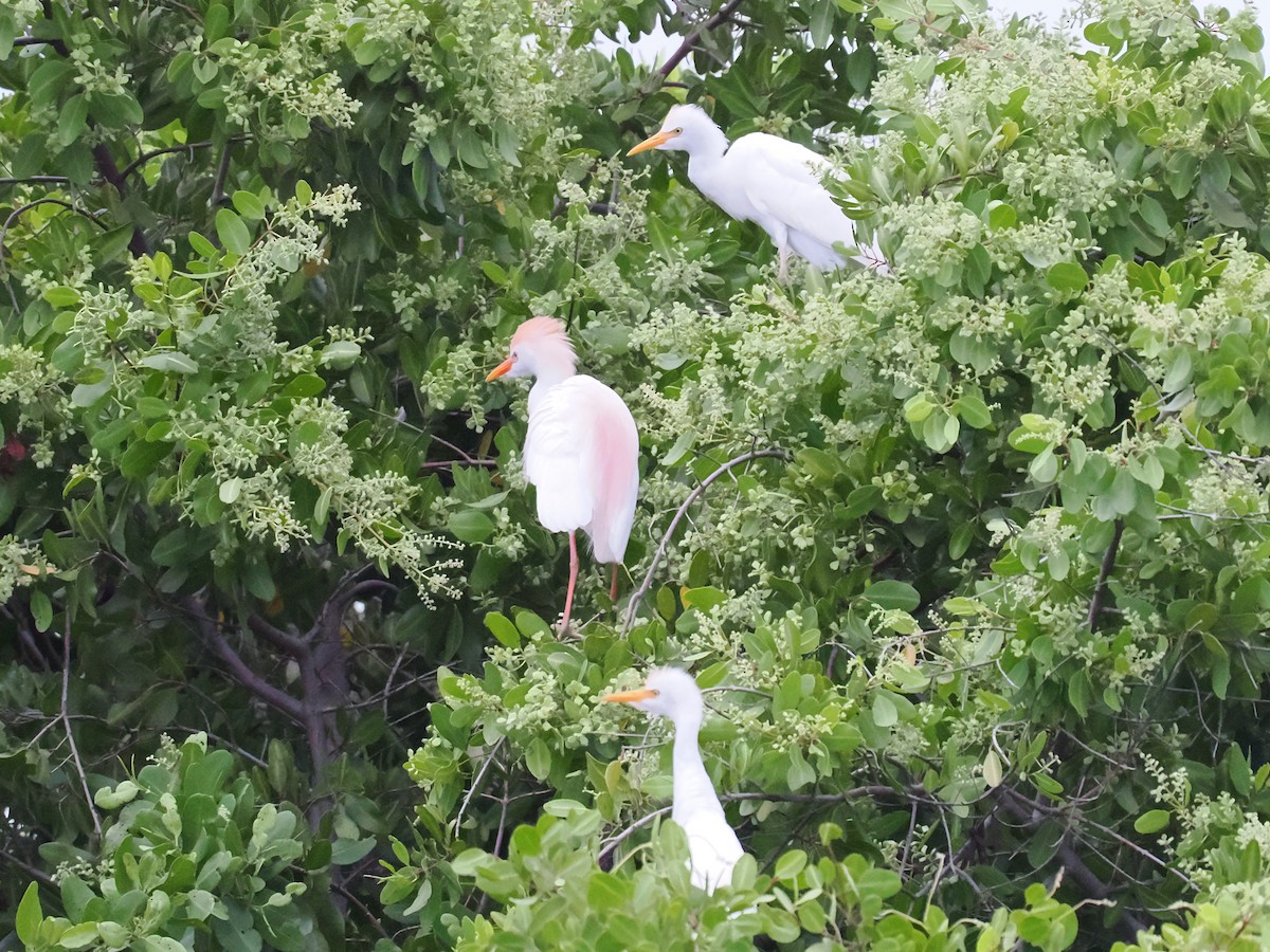 Western Cattle Egret - ML620398160