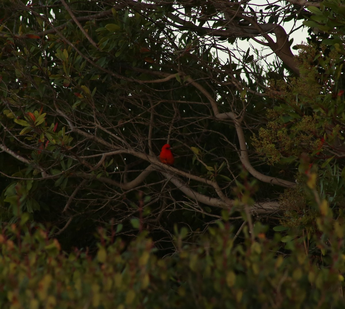 Scarlet Tanager - ML620398162