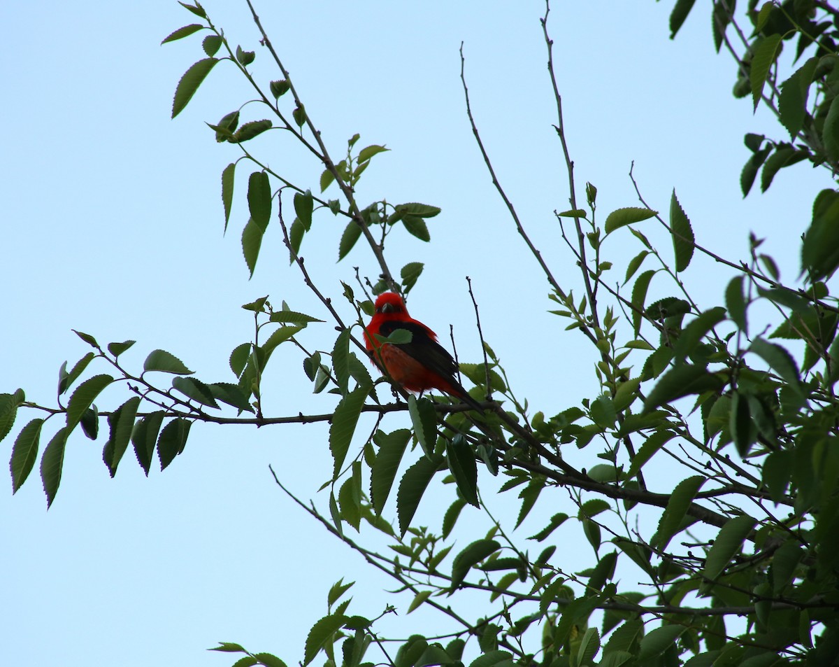 Scarlet Tanager - ML620398163