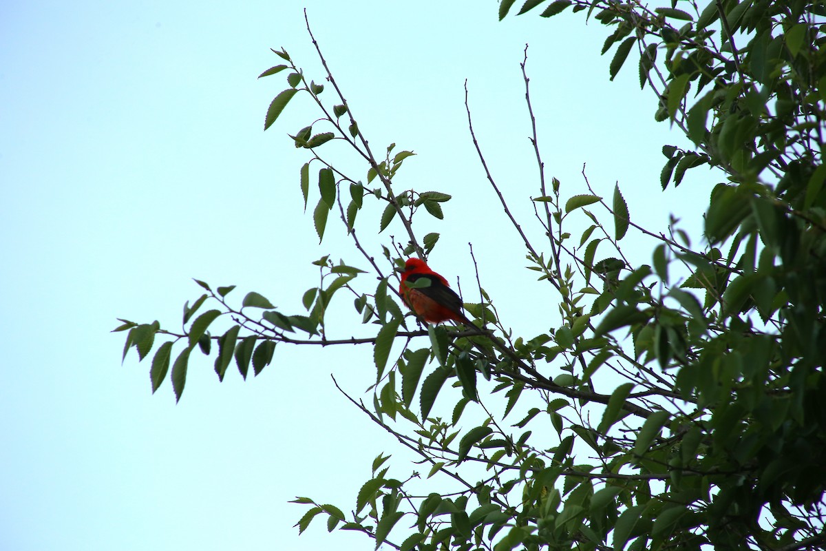 Scarlet Tanager - ML620398164