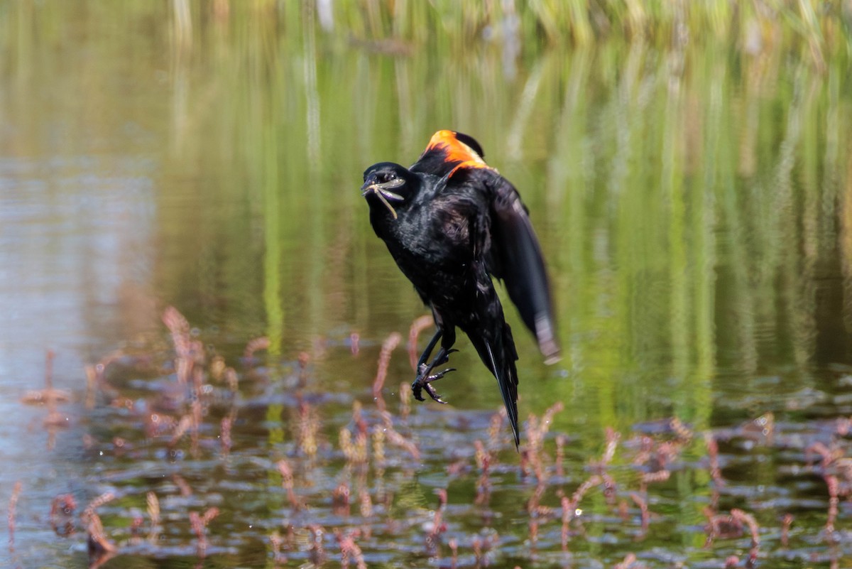 Red-winged Blackbird - ML620398185