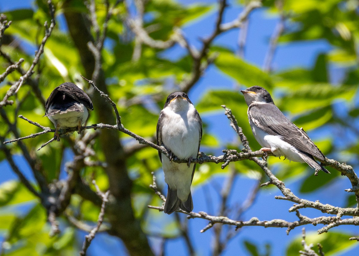 Tree Swallow - Peter Hamner