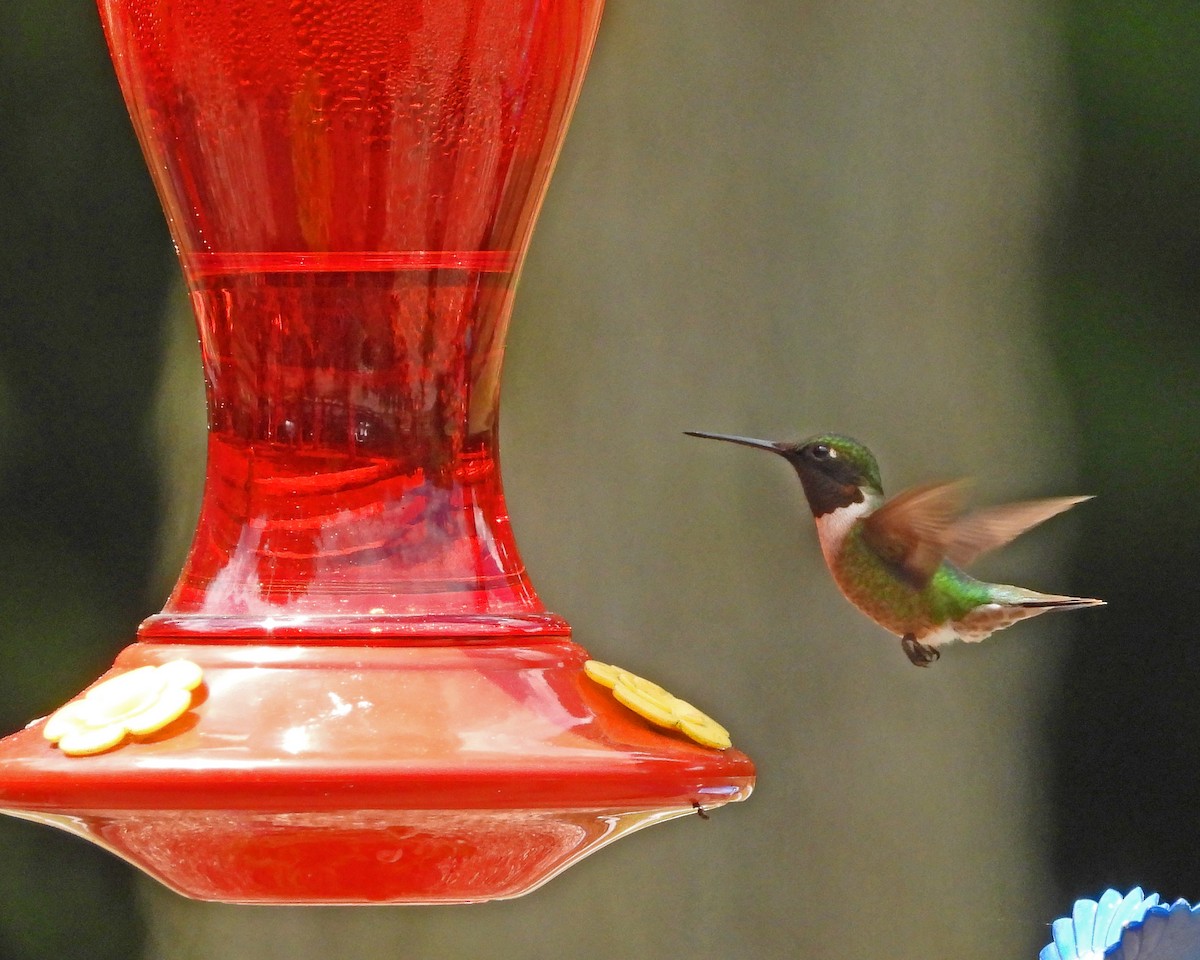 Ruby-throated Hummingbird - ML620398200