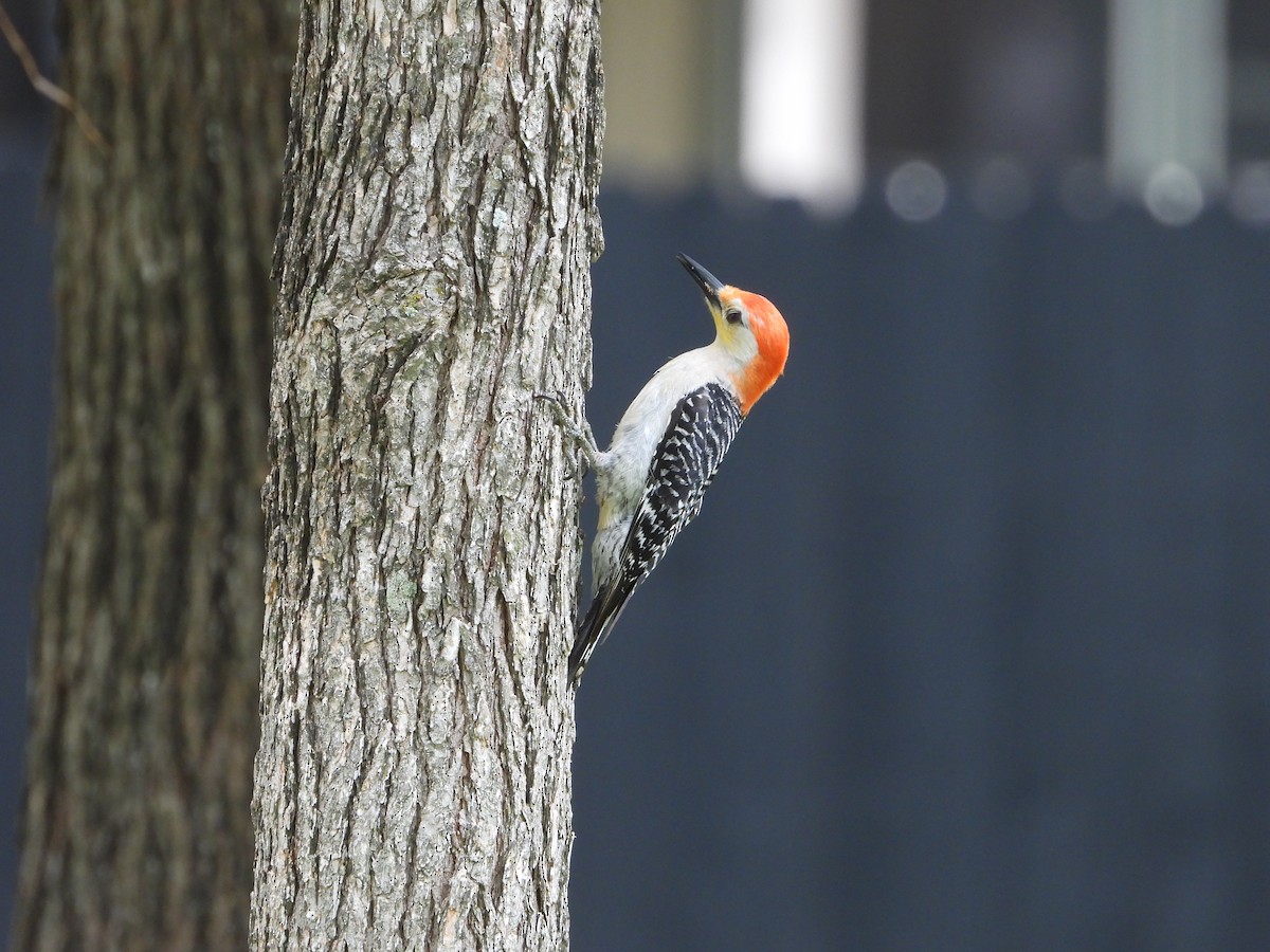 Red-bellied Woodpecker - Vidhya Sundar