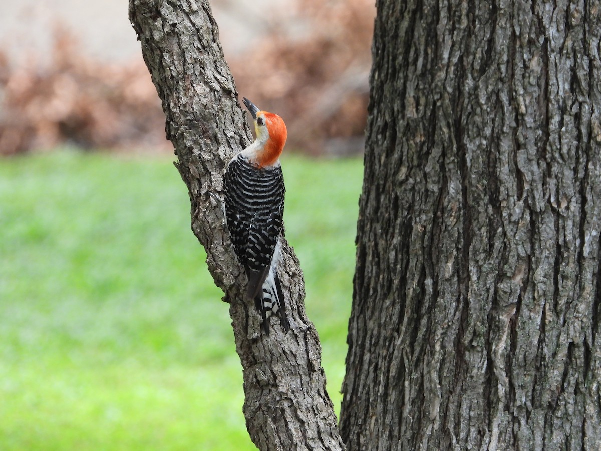 Red-bellied Woodpecker - ML620398212