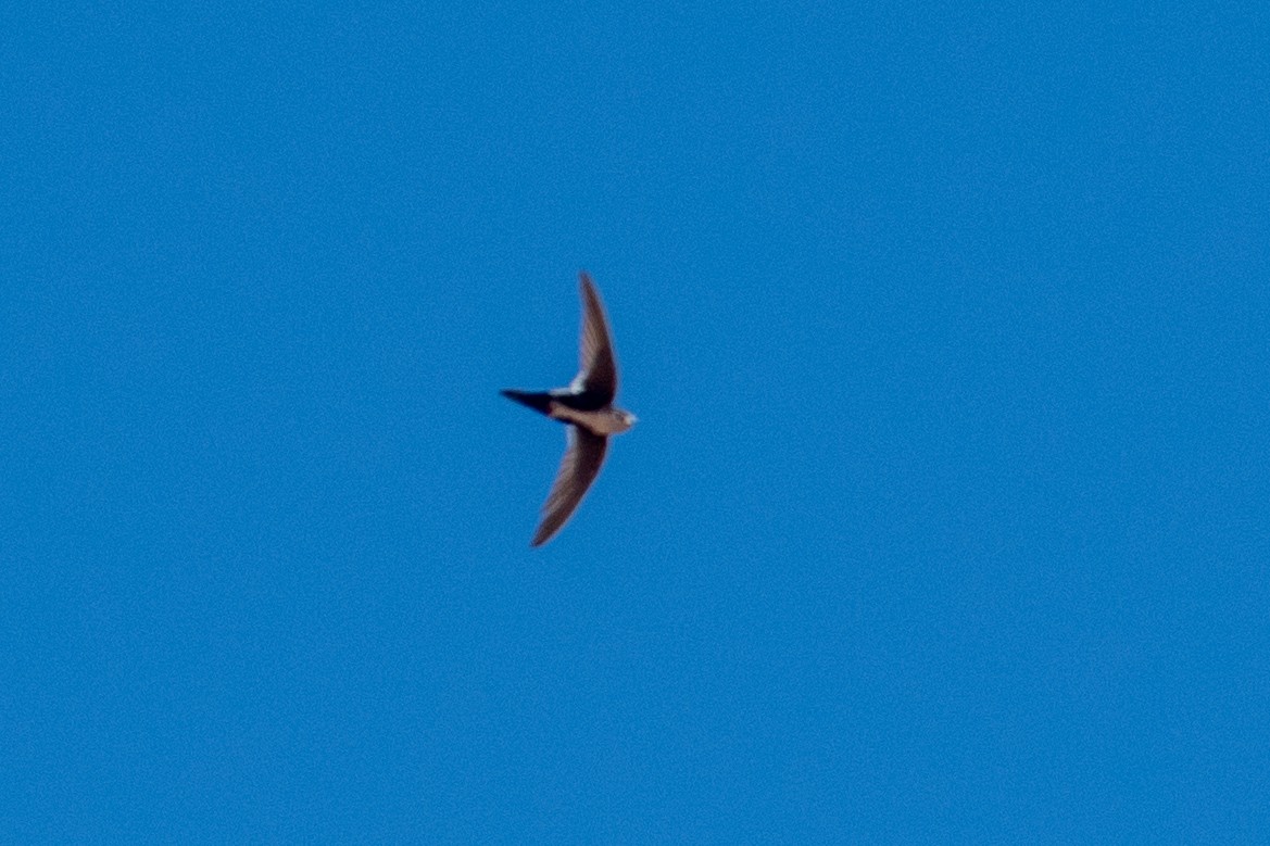 White-throated Swift - ML620398213