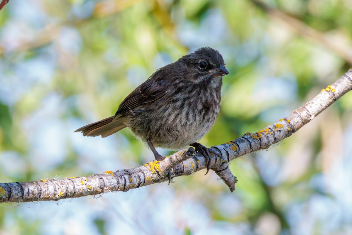 Song Sparrow - ML620398214