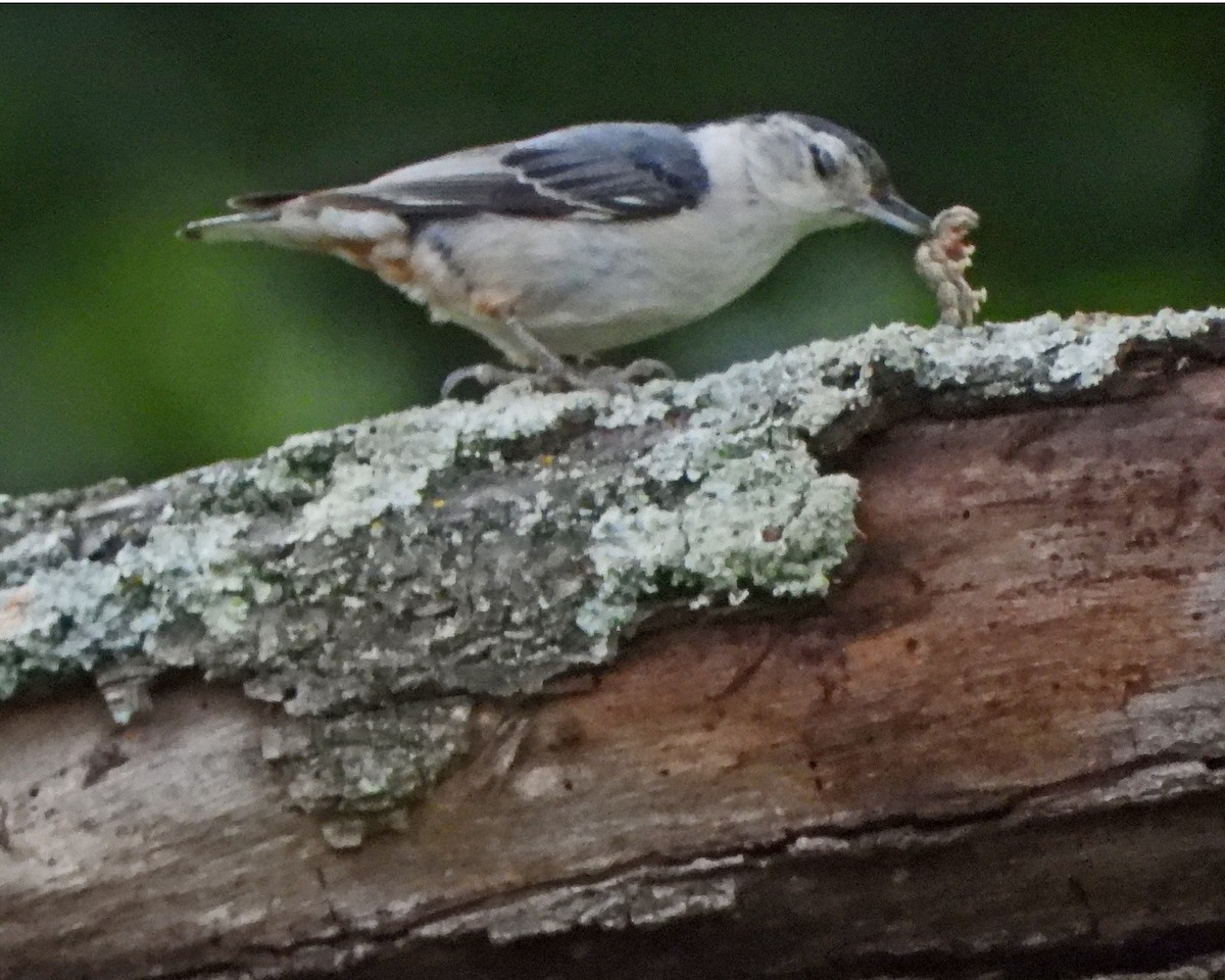 White-breasted Nuthatch - ML620398219