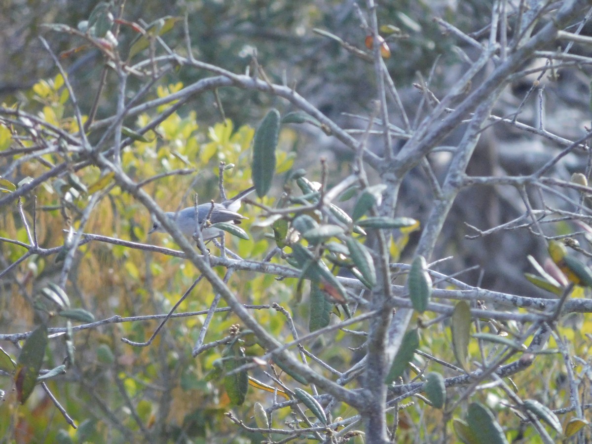 Blue-gray Gnatcatcher - ML620398227