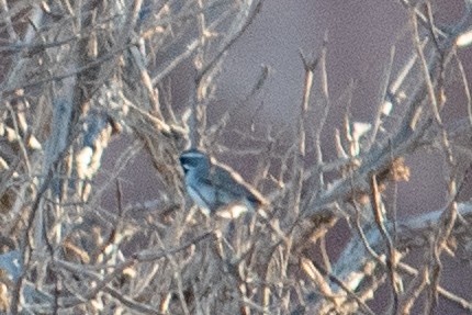 Black-throated Sparrow - ML620398228