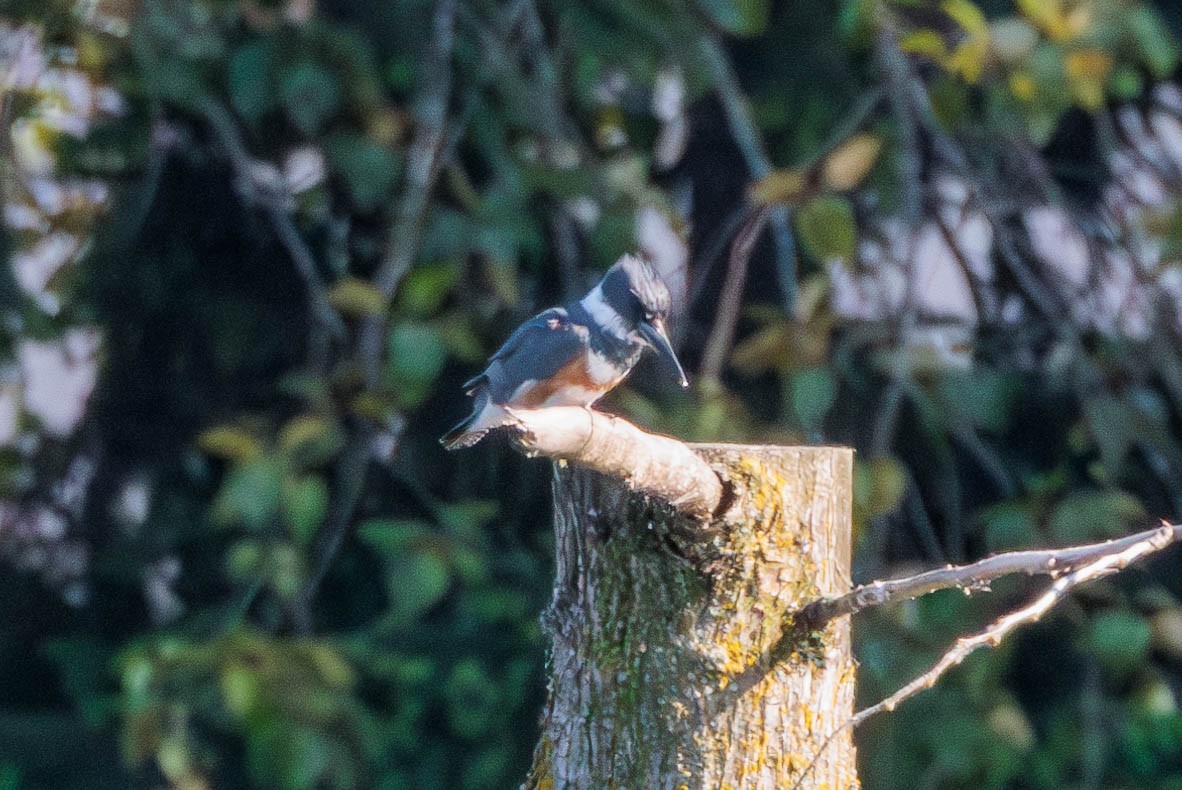 Belted Kingfisher - ML620398229