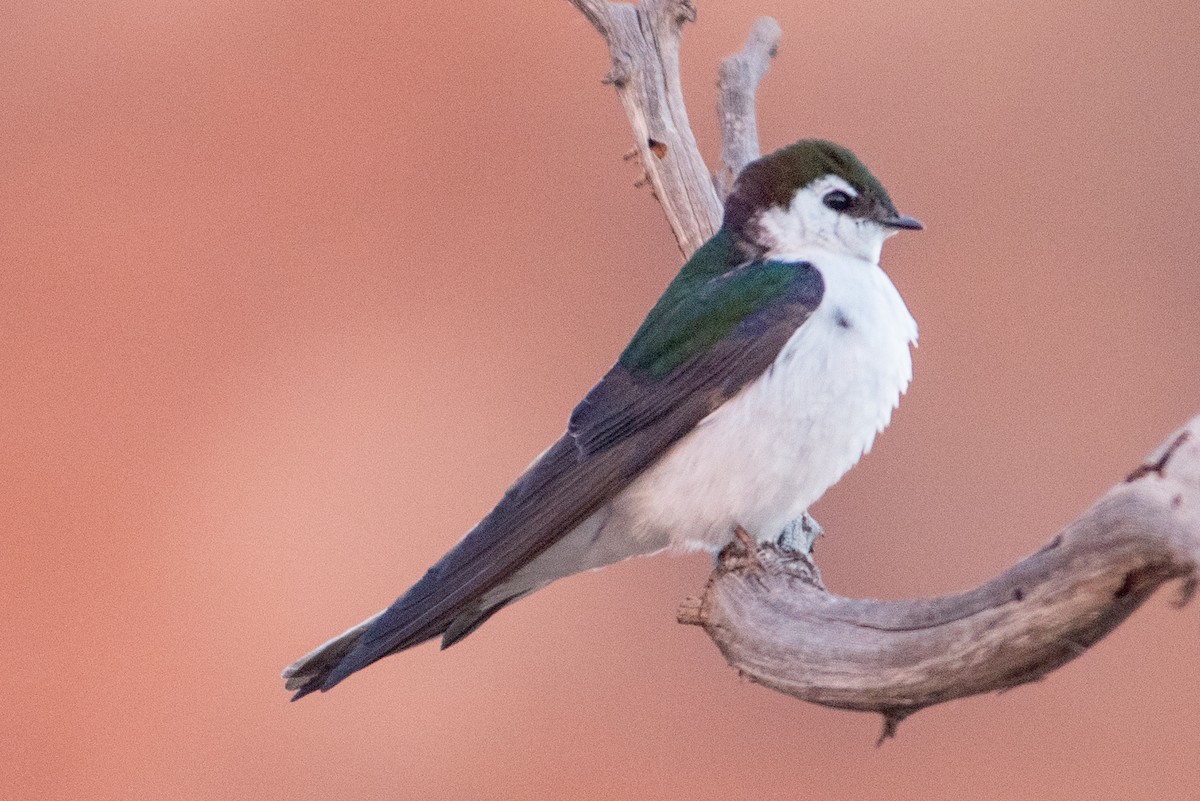 Hirondelle à face blanche - ML620398240