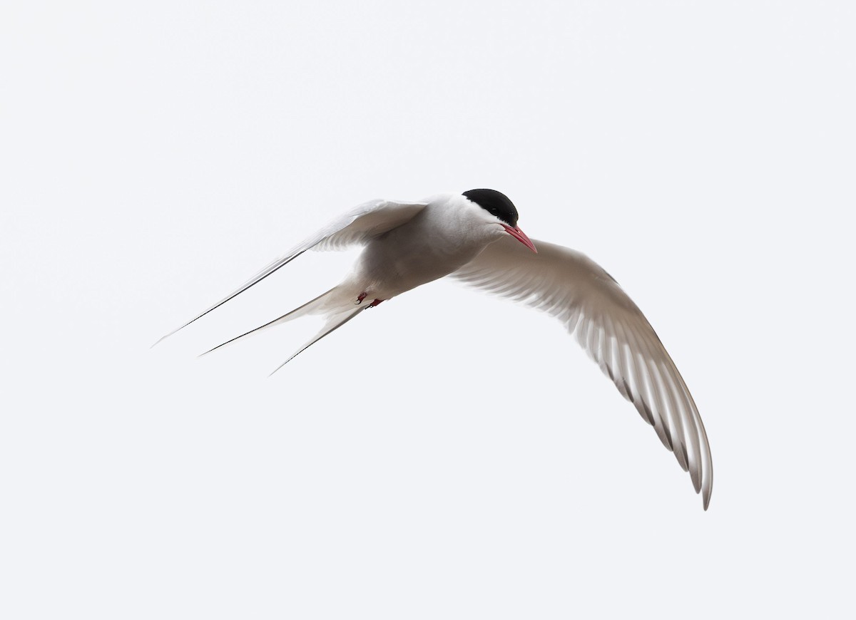 Arctic Tern - ML620398247