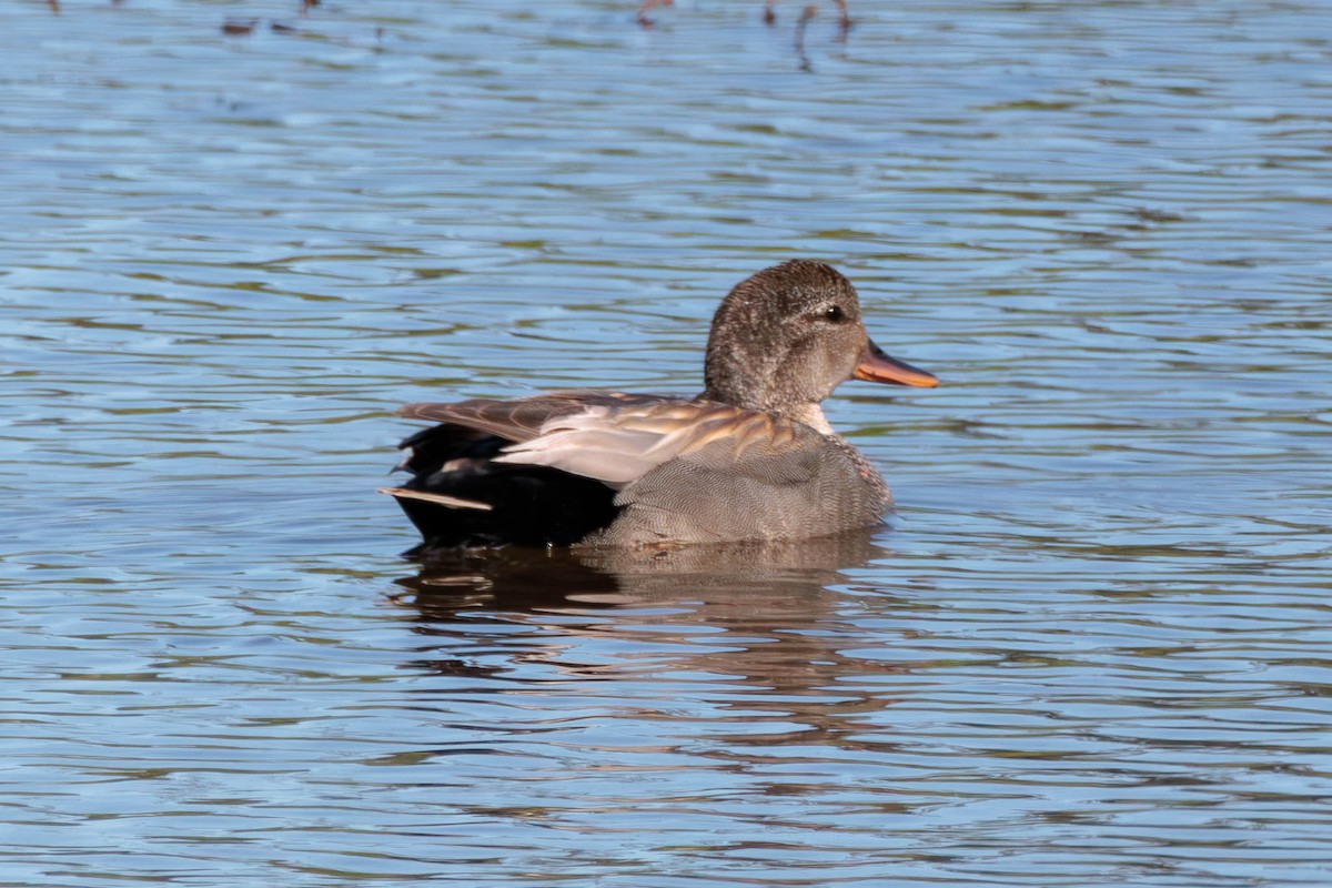 Gadwall - ML620398253