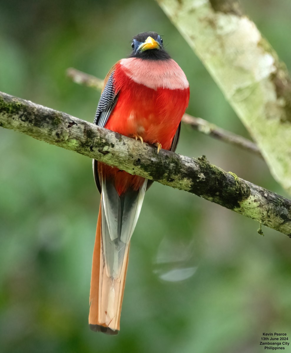 Philippine Trogon - ML620398254