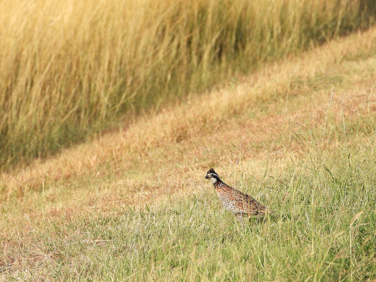 Northern Bobwhite - ML620398264