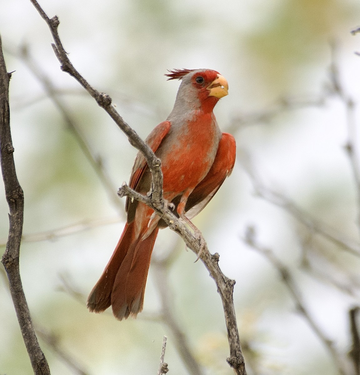 Cardinal pyrrhuloxia - ML620398265