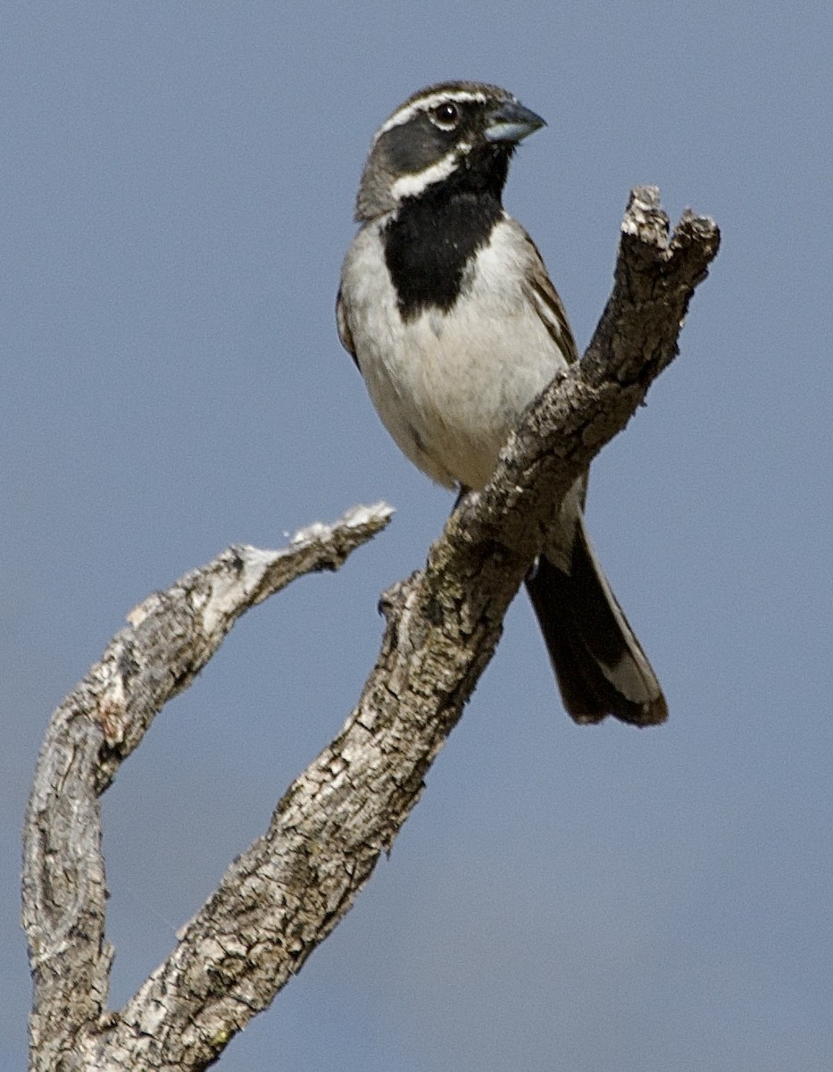 Black-throated Sparrow - ML620398267