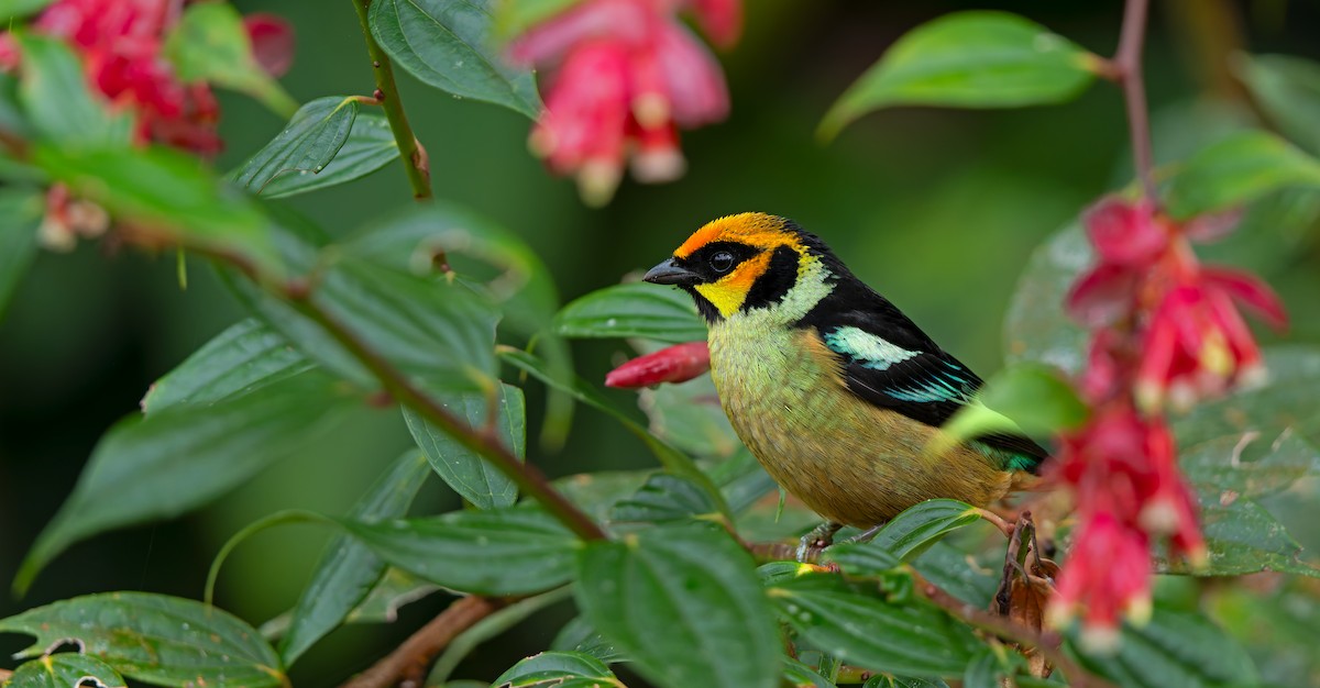 Flame-faced Tanager - ML620398278