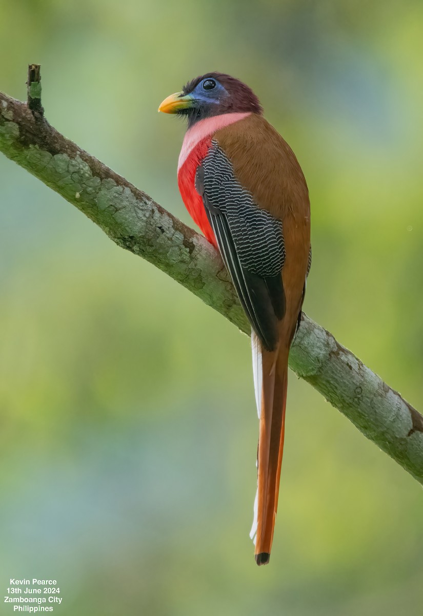 trogon filipínský - ML620398280