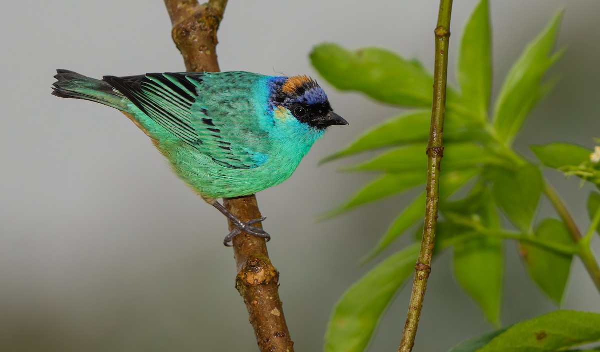 Golden-naped Tanager - ML620398281