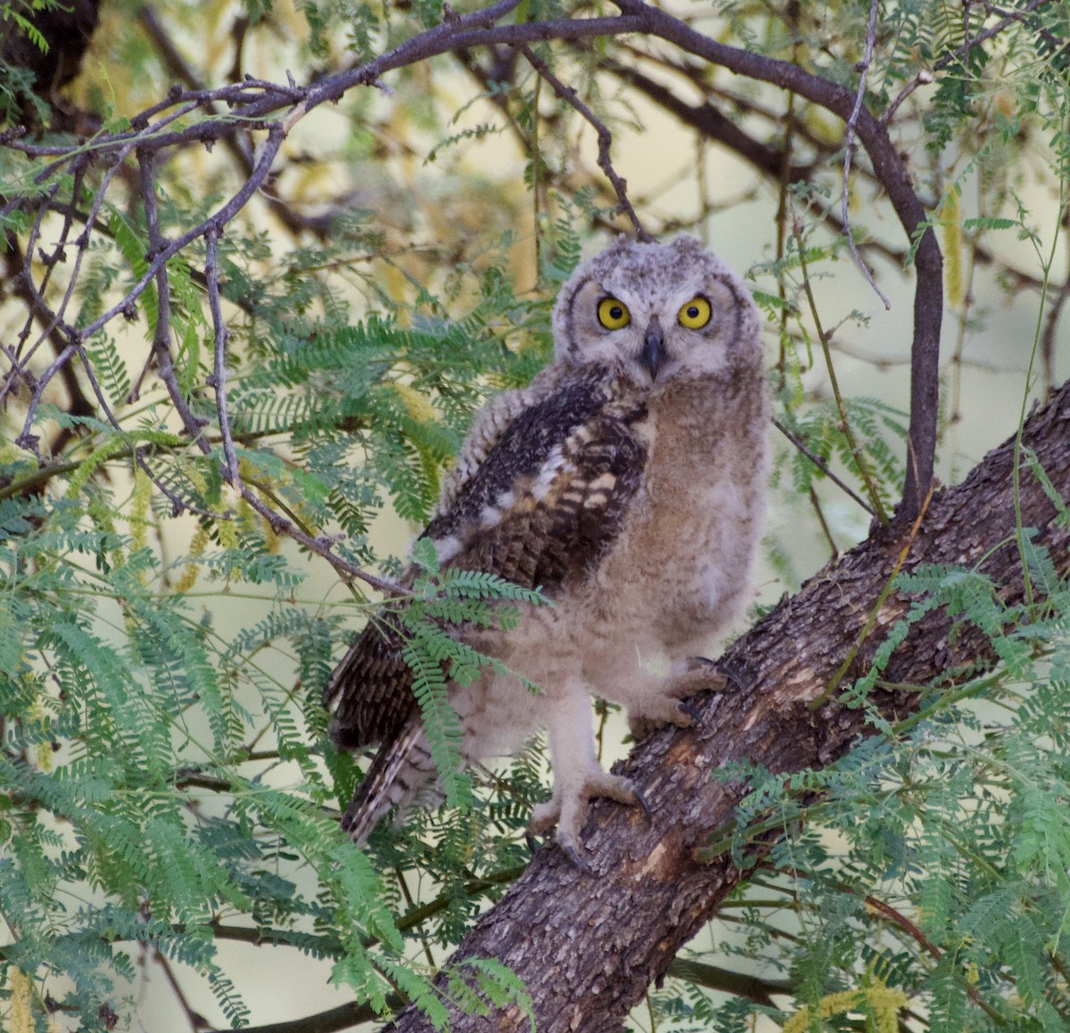 Great Horned Owl - ML620398286