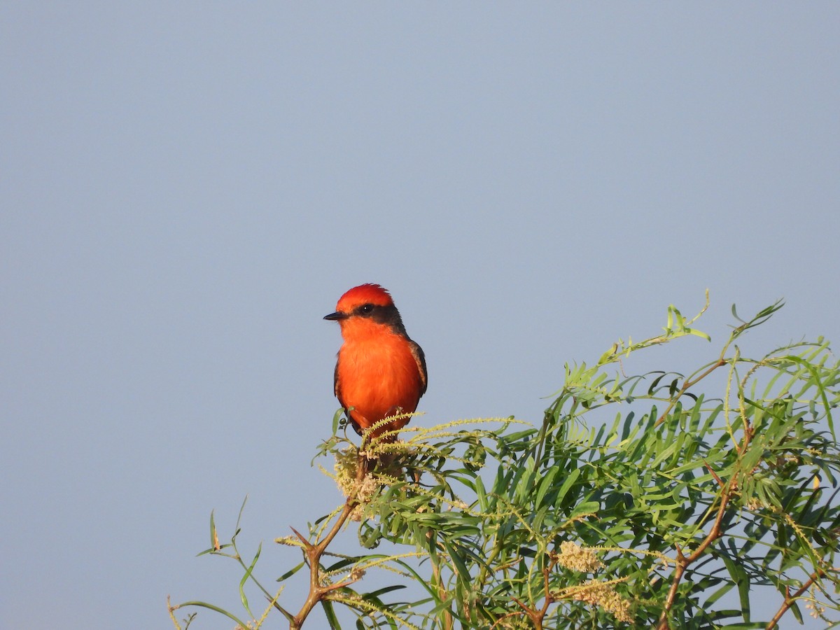 Vermilion Flycatcher - ML620398287