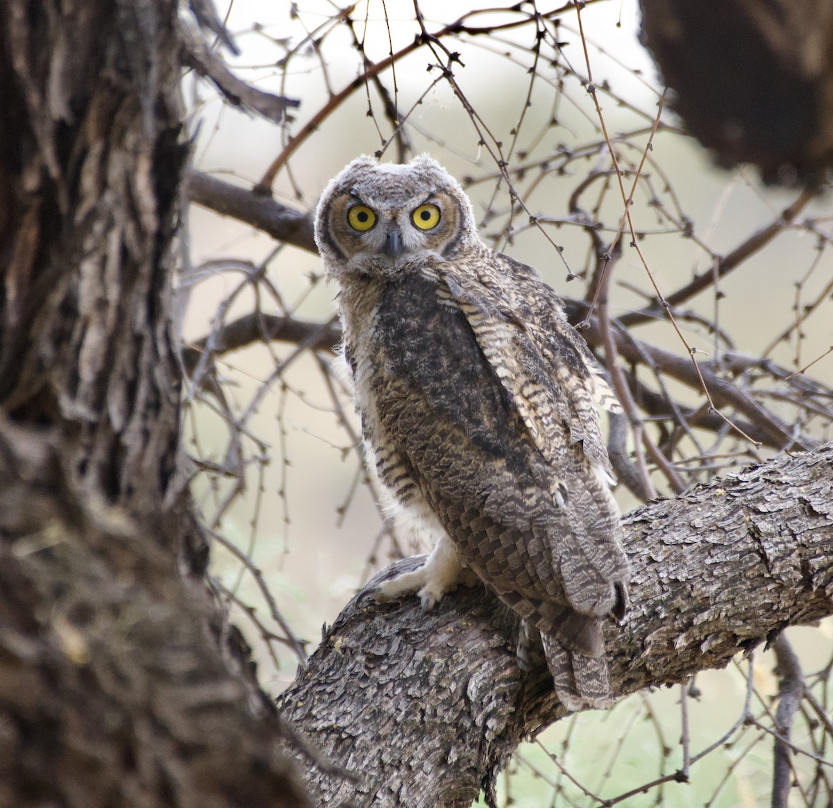 Great Horned Owl - ML620398290