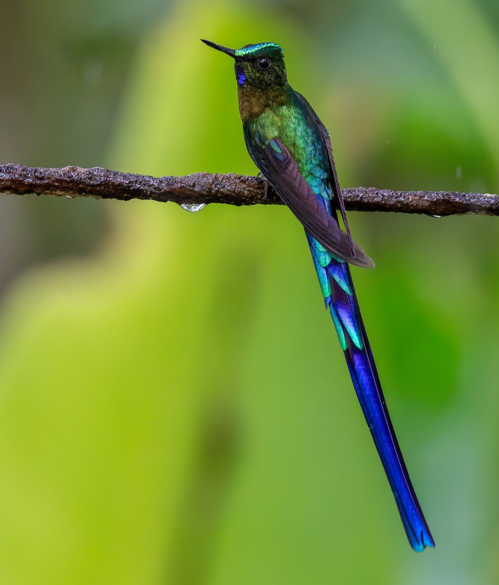 Violet-tailed Sylph - ML620398291
