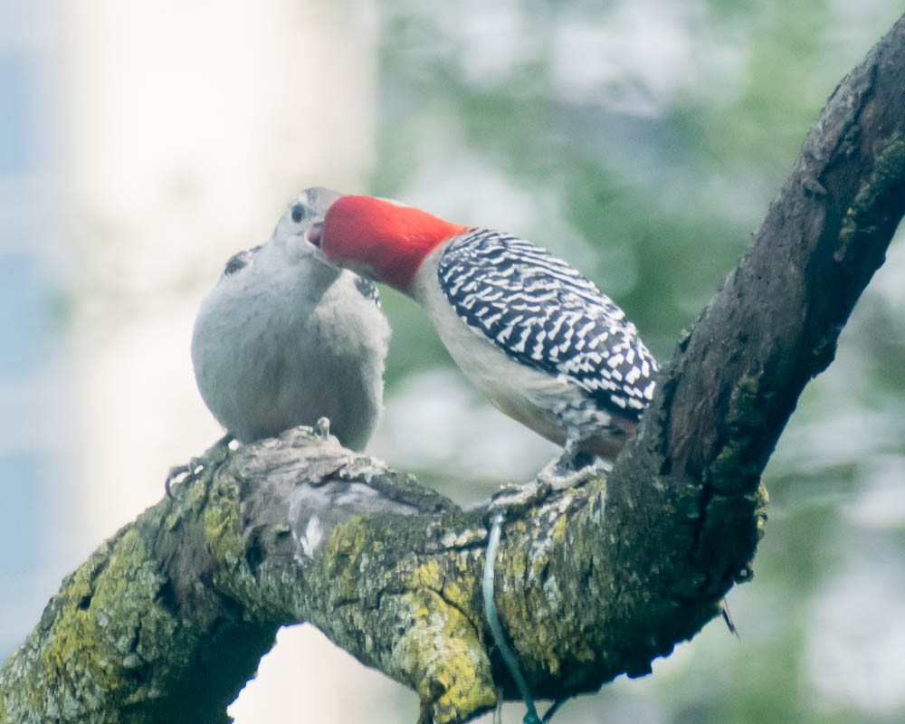 Red-bellied Woodpecker - ML620398297