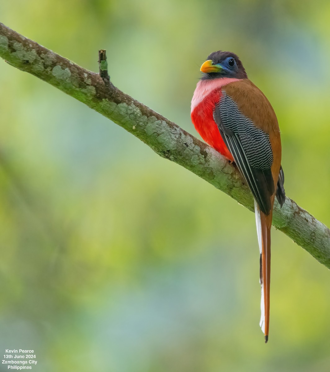 Philippine Trogon - ML620398301