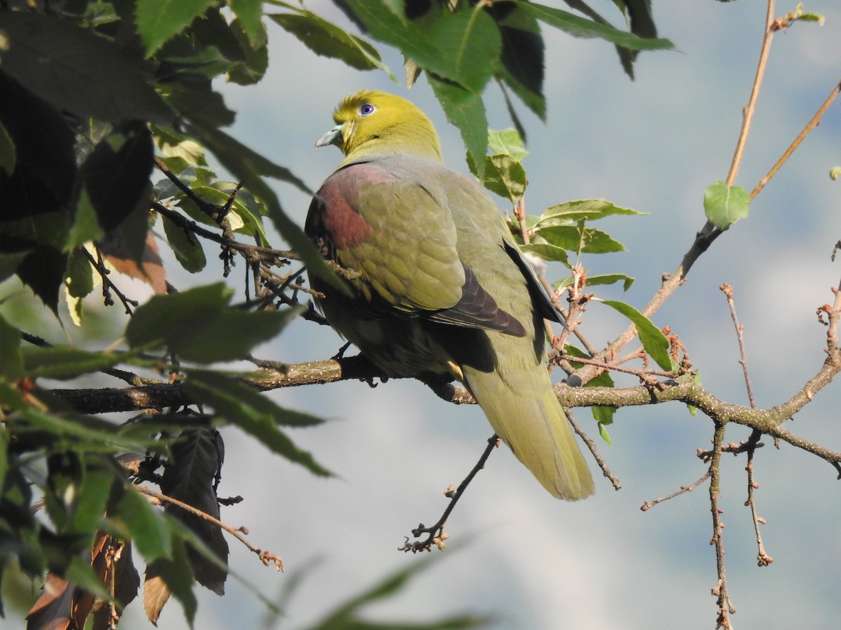 Wedge-tailed Green-Pigeon - ML620398309